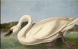 John James Audubon Famous Paintings - Common American Swan